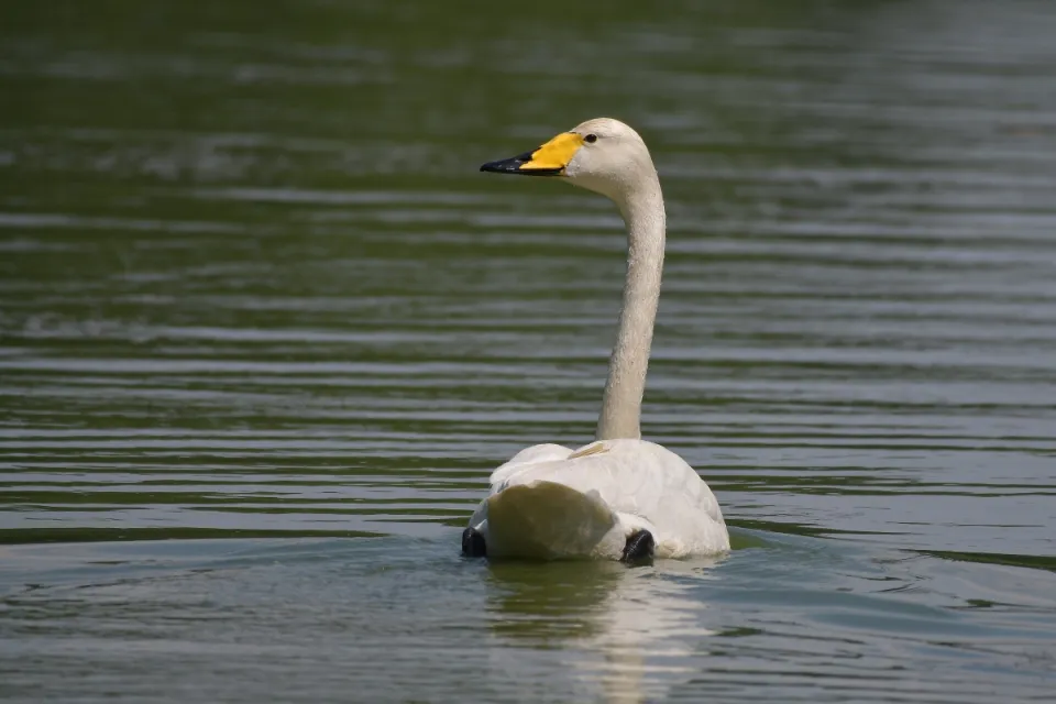 Cygnus cygnus
