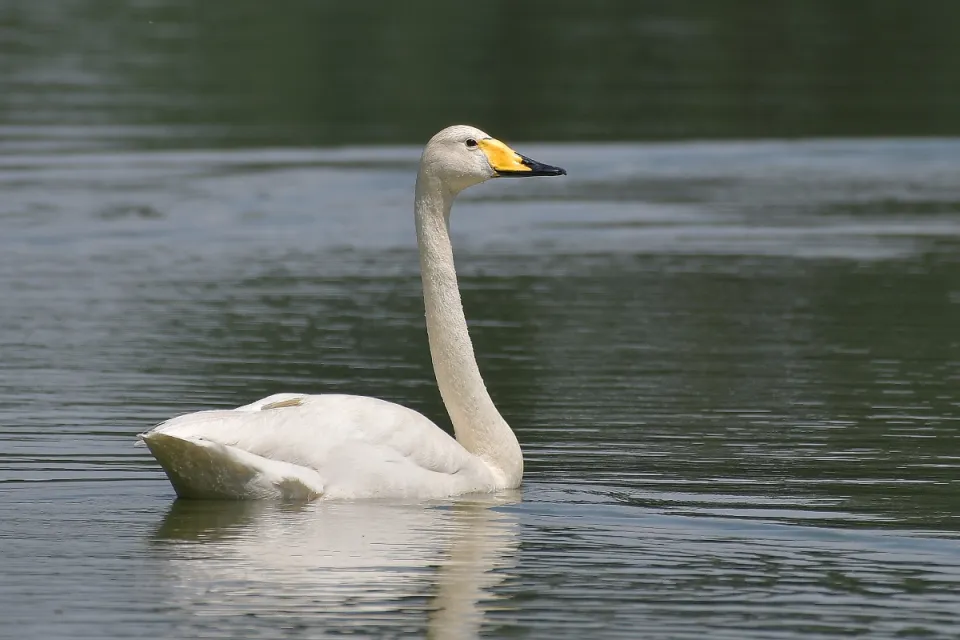 Cygnus cygnus