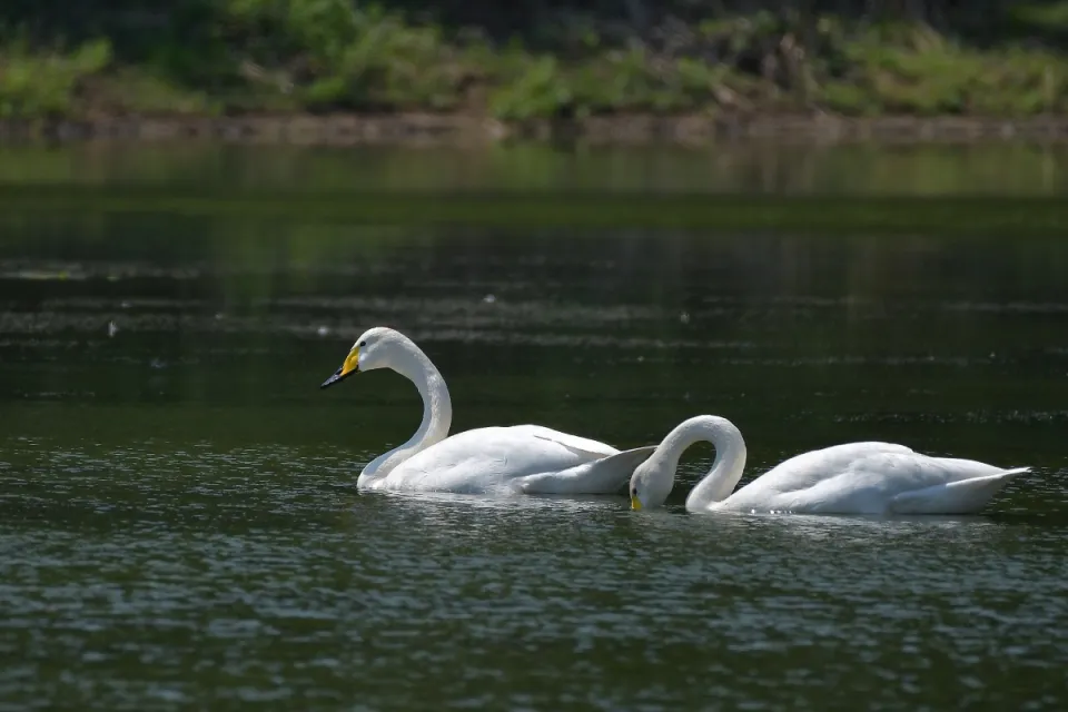 Cygnus cygnus