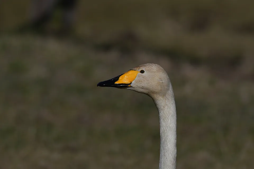 Cygnus cygnus