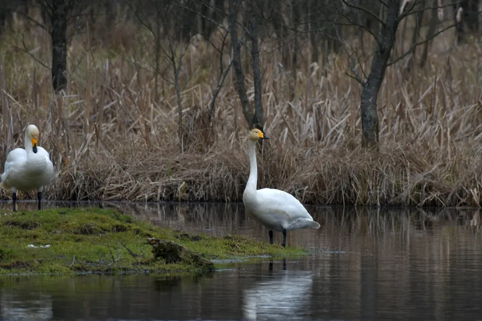 Cygnus cygnus