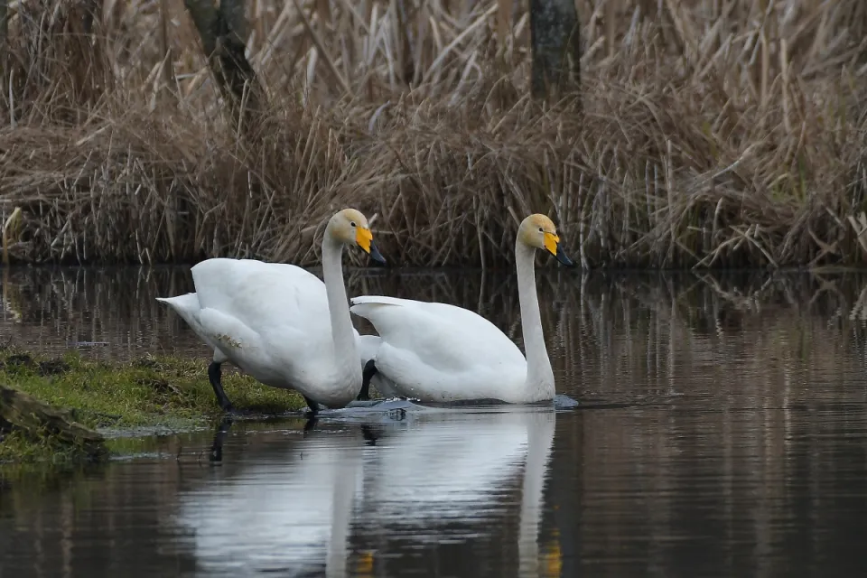 Cygnus cygnus