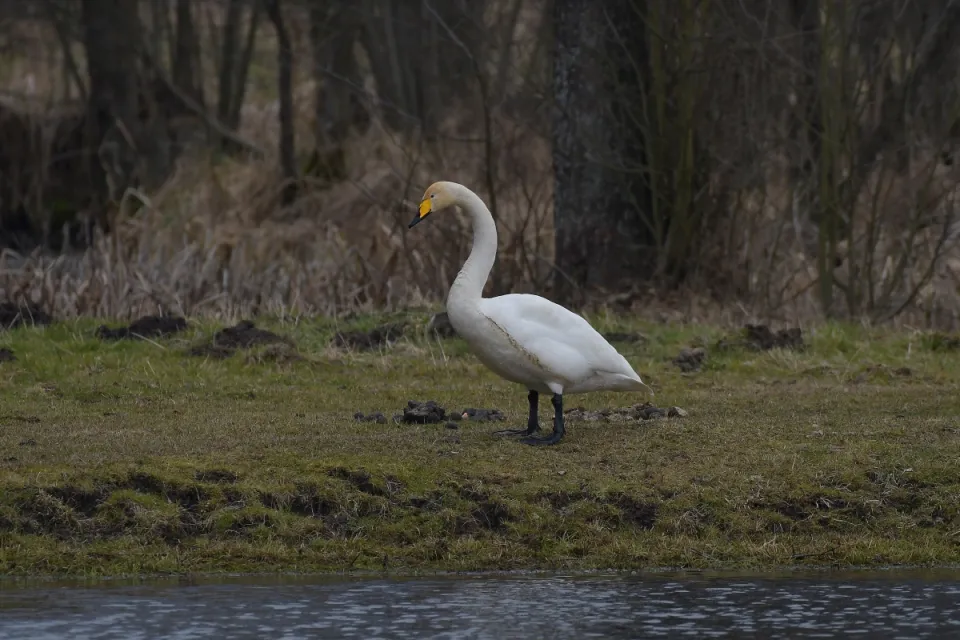 Cygnus cygnus