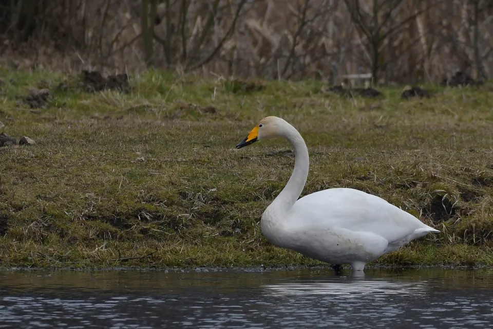 Cygnus cygnus