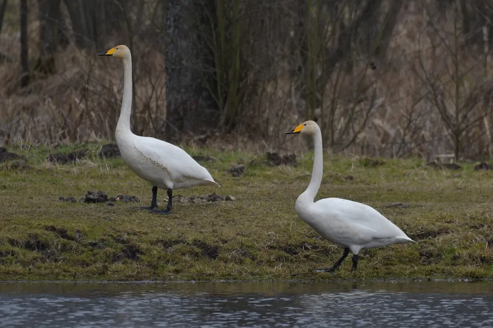 Cygnus cygnus