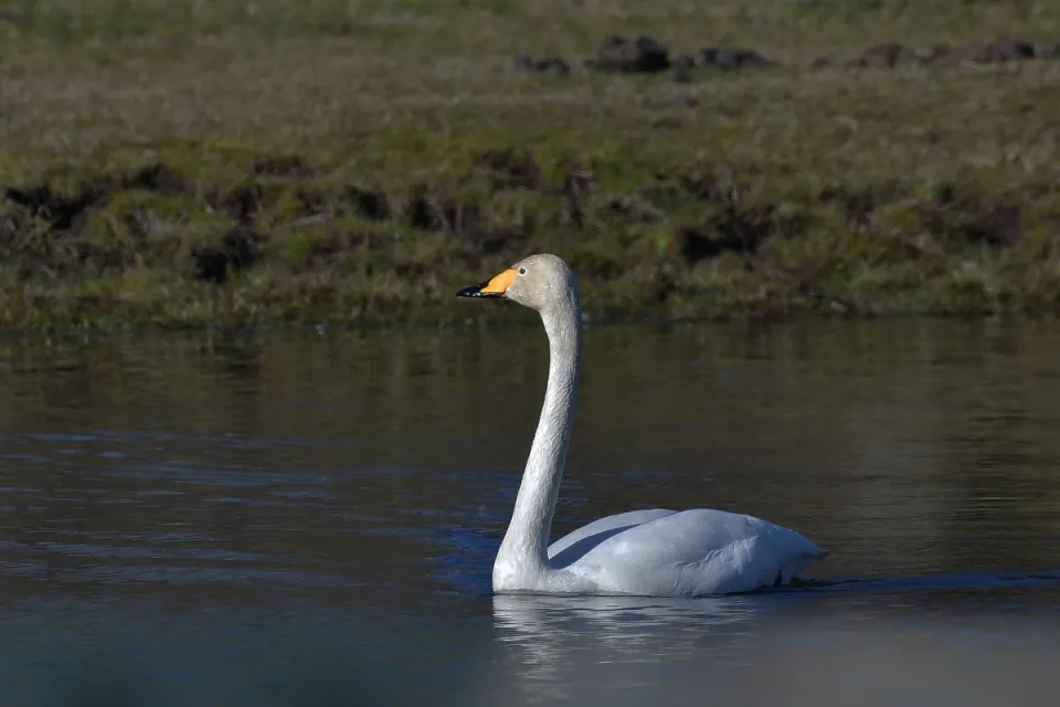 Cygnus cygnus