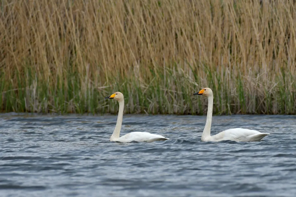 Cygnus cygnus