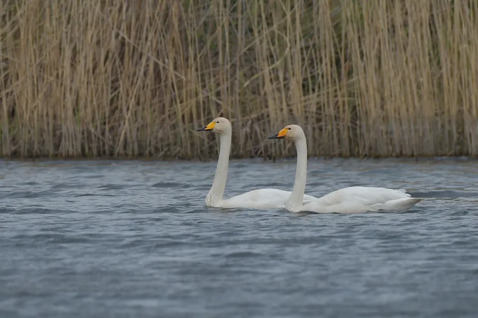 Cygnus cygnus