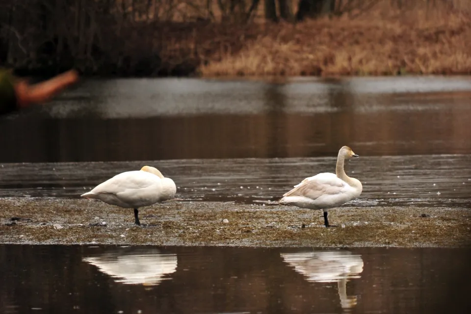 Cygnus cygnus