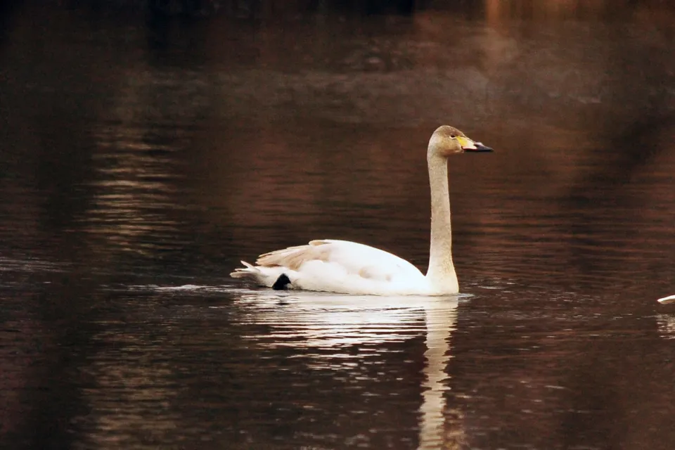 Cygnus cygnus