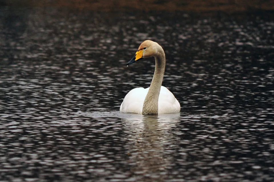 Cygnus cygnus