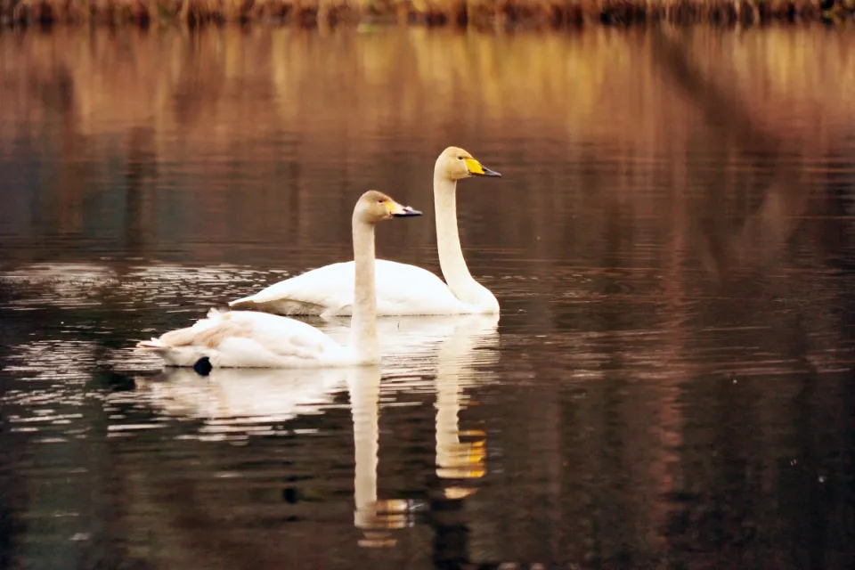 Cygnus cygnus