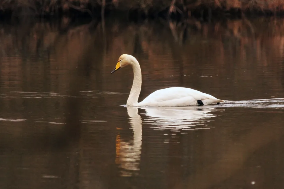 Cygnus cygnus