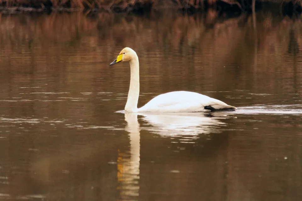 Cygnus cygnus