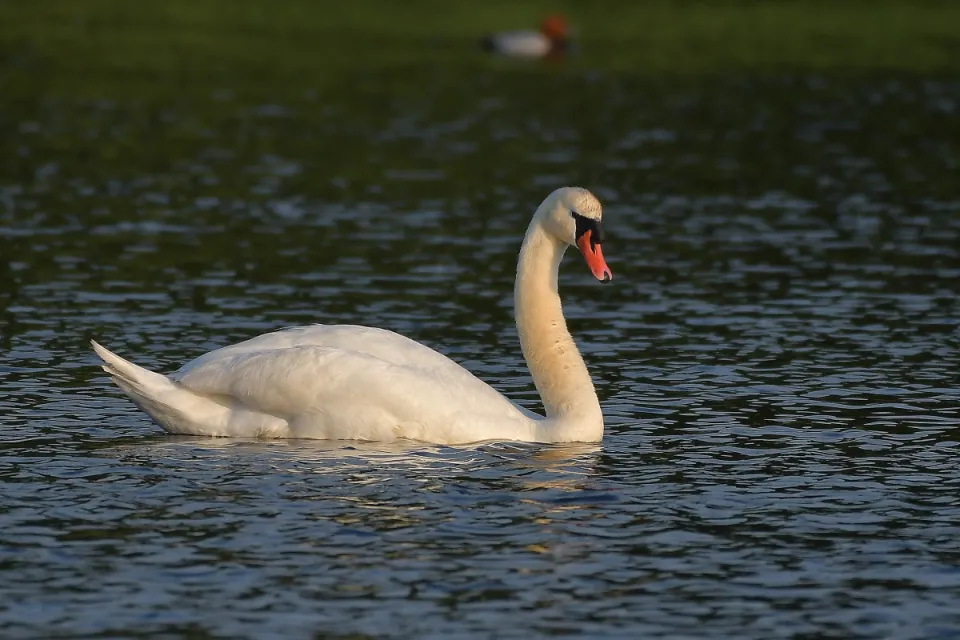 Cygnus olor