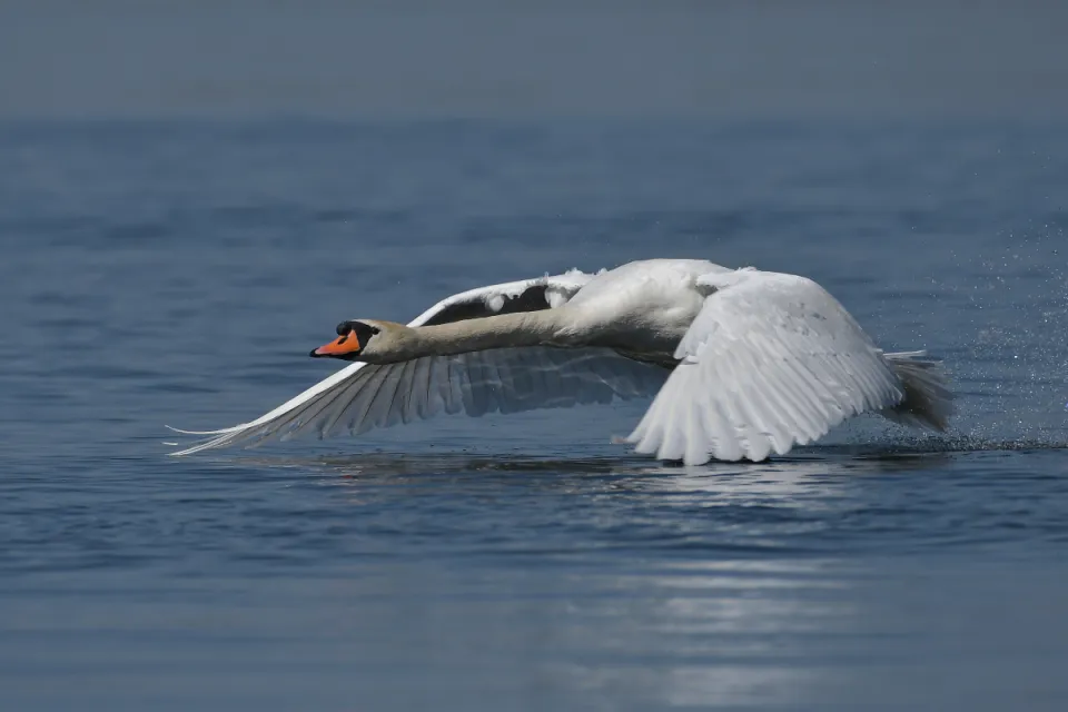 Cygnus olor