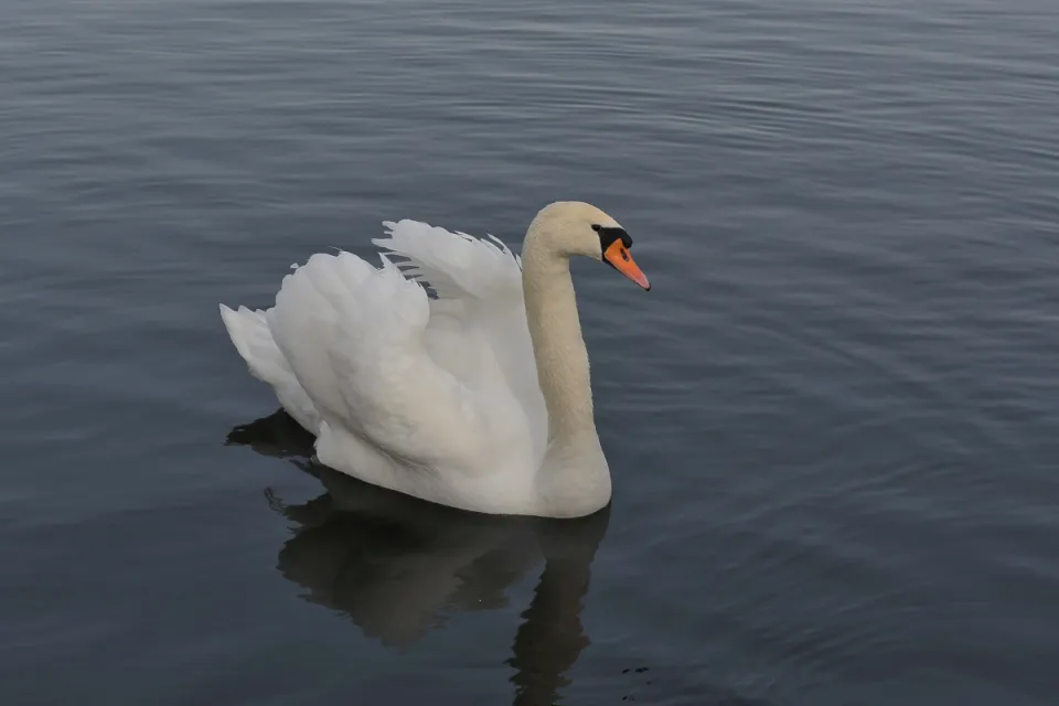 Cygnus olor