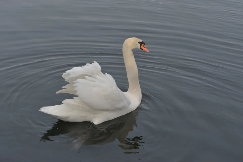 Cygnus olor
