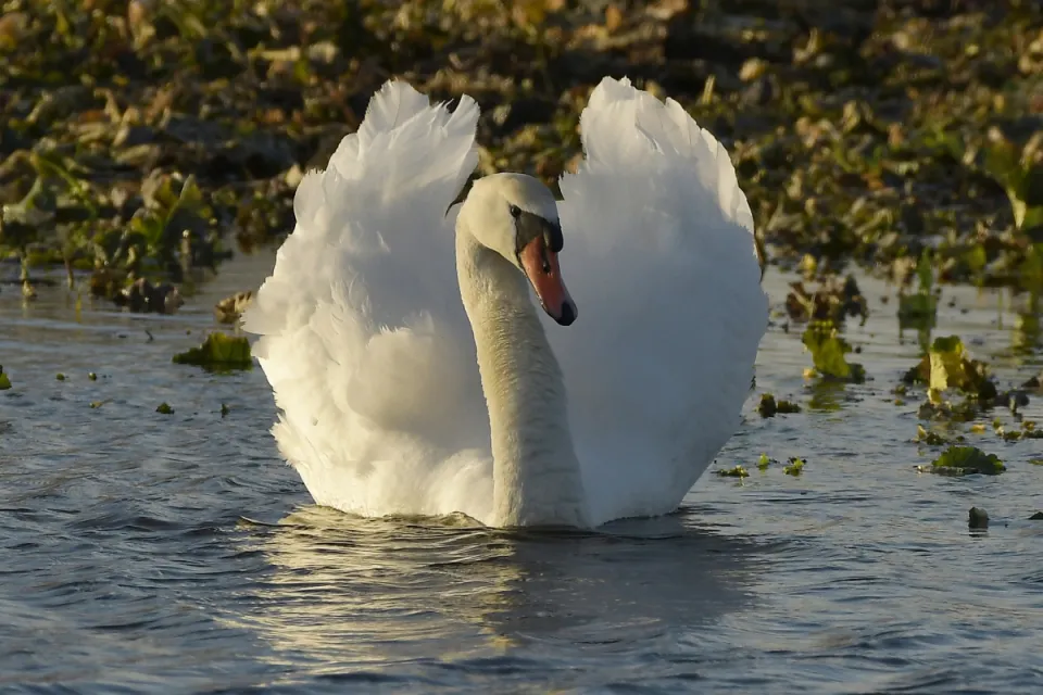 Cygnus olor