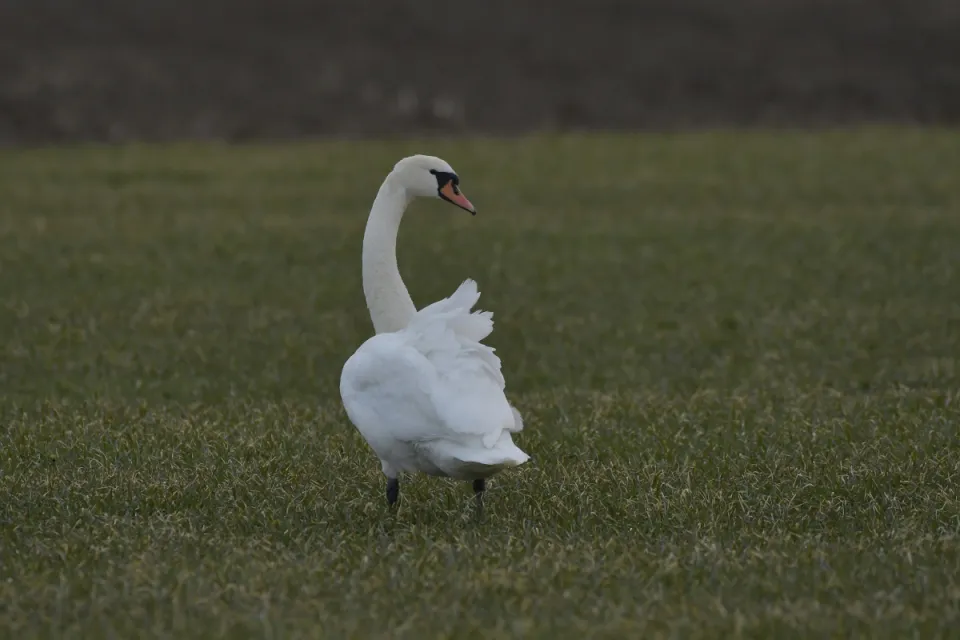 Cygnus olor