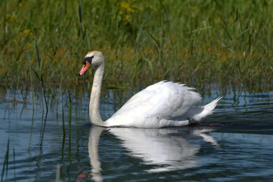 Cygnus olor
