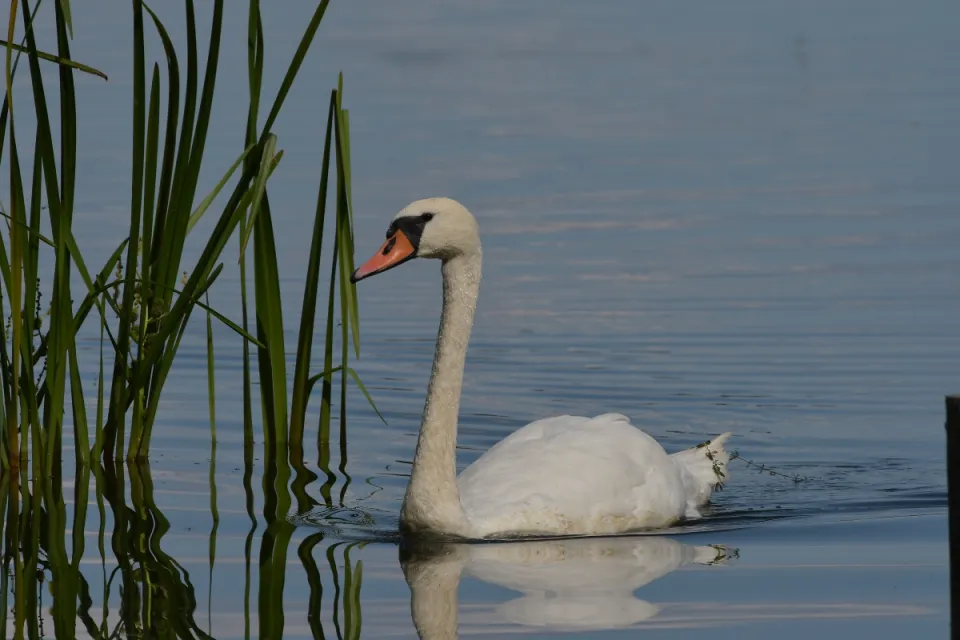 Cygnus olor