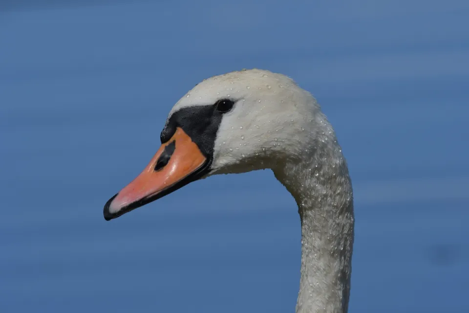 Cygnus olor