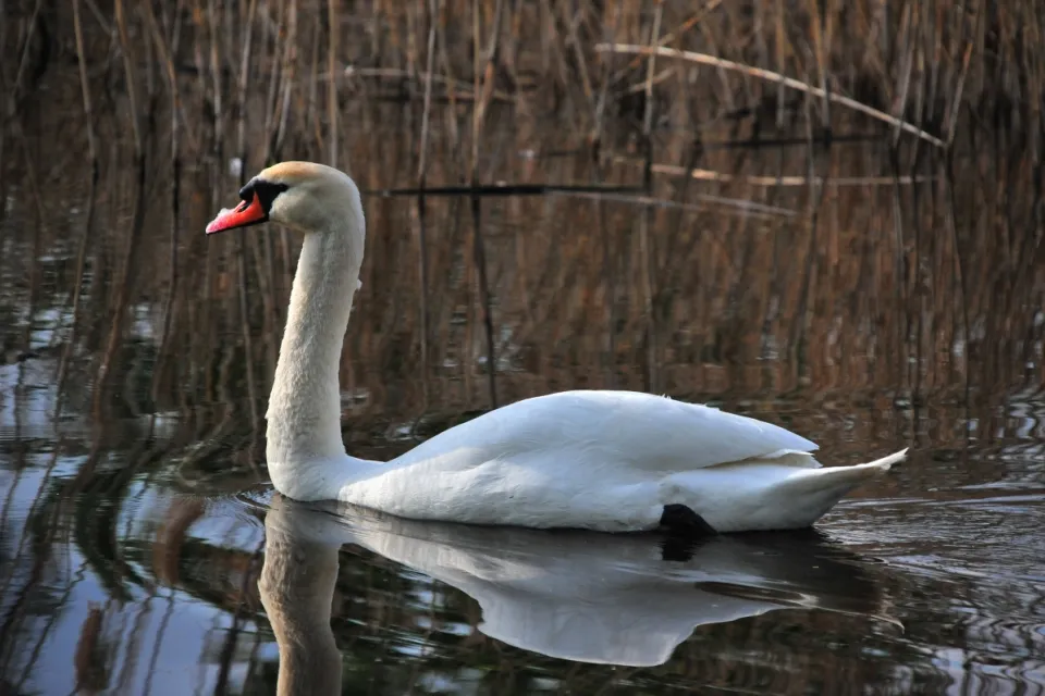 Cygnus olor