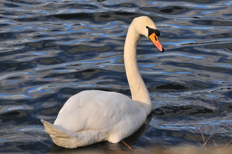 Cygnus olor