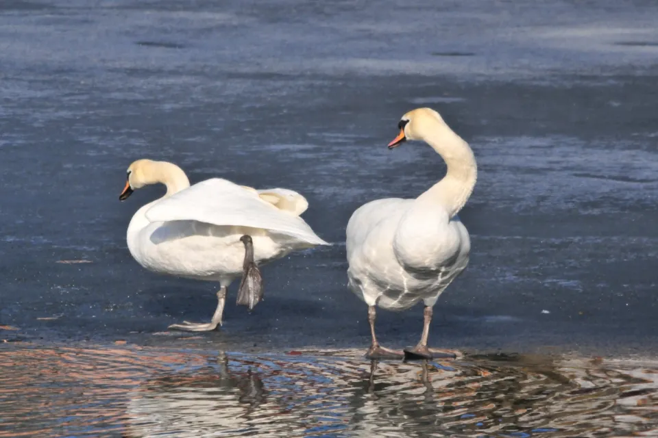 Cygnus olor