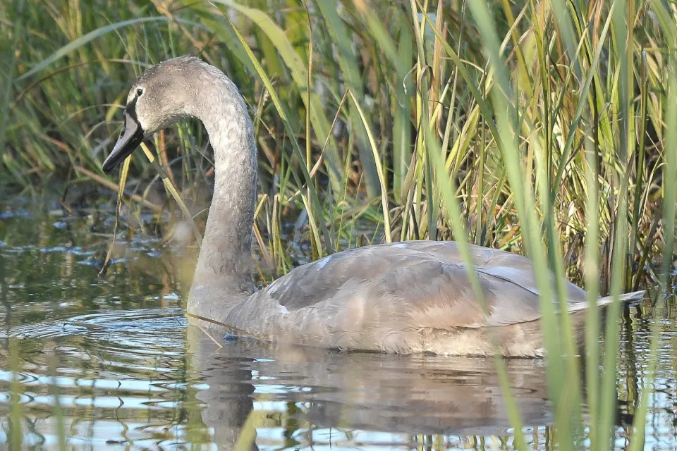 Cygnus olor