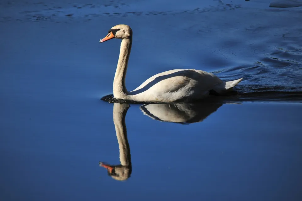 Cygnus olor