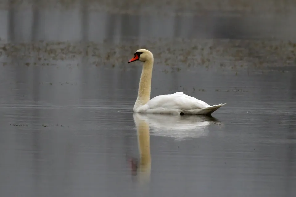 Cygnus olor