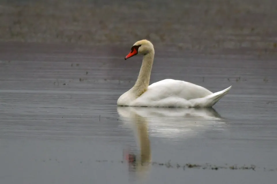 Cygnus olor