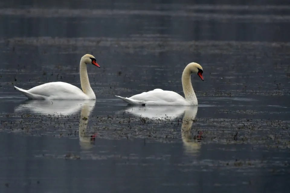 Cygnus olor