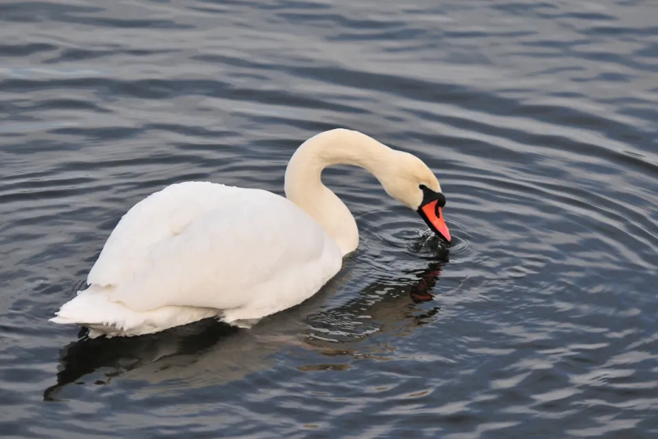 Cygnus olor