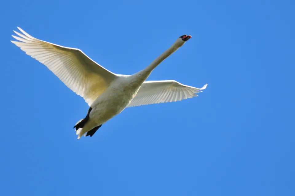 Cygnus olor