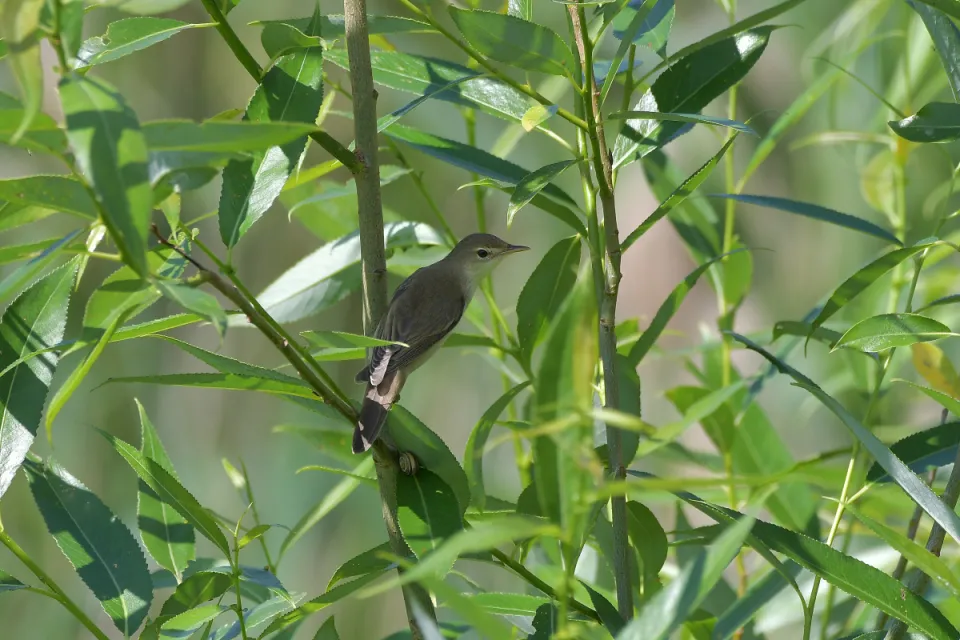 Acrocephalus palustris