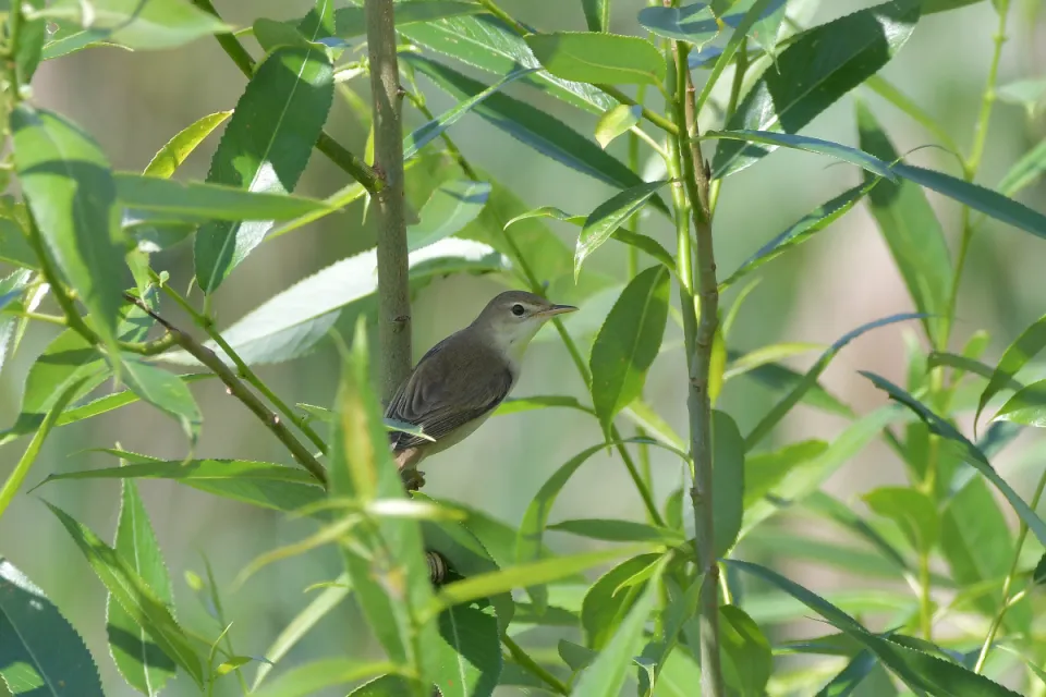 Acrocephalus palustris
