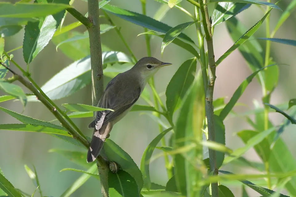 Acrocephalus palustris