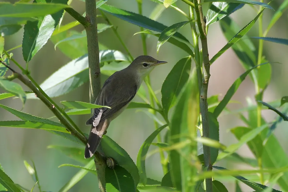 Acrocephalus palustris