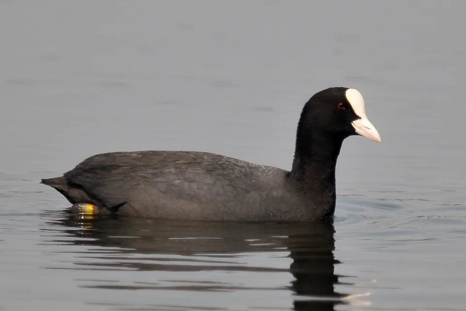 Fulica atra