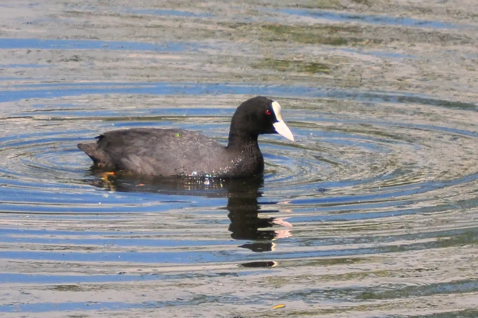 Fulica atra