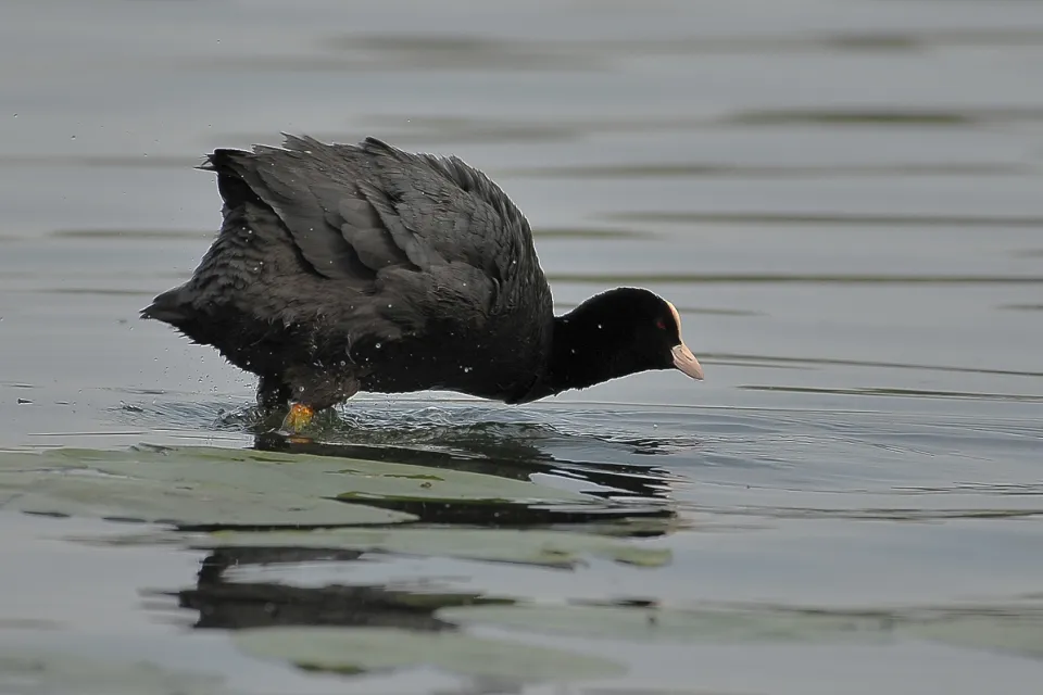 Fulica atra