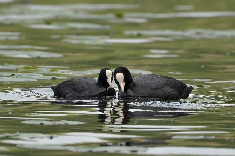 Fulica atra