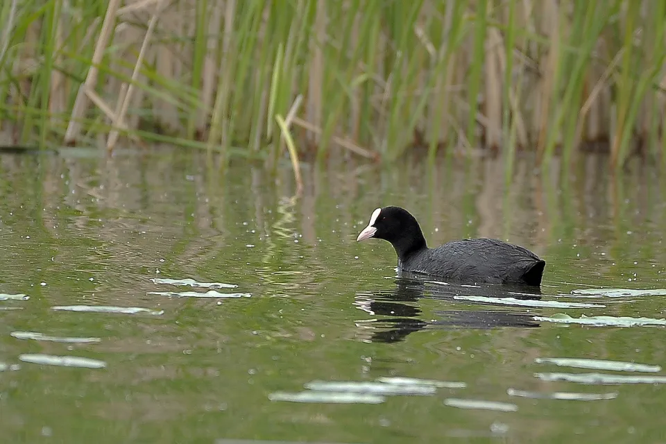Fulica atra