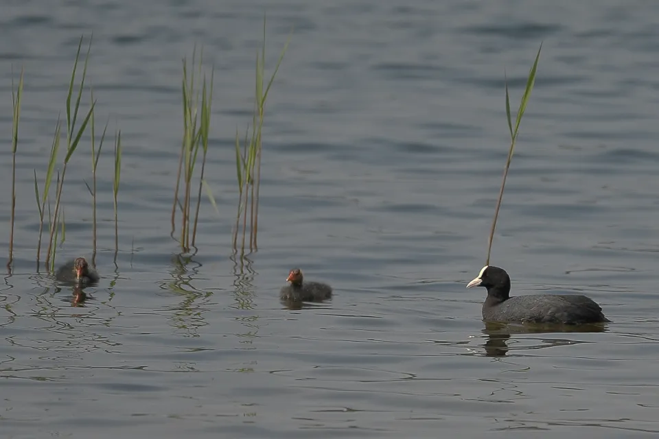 Fulica atra