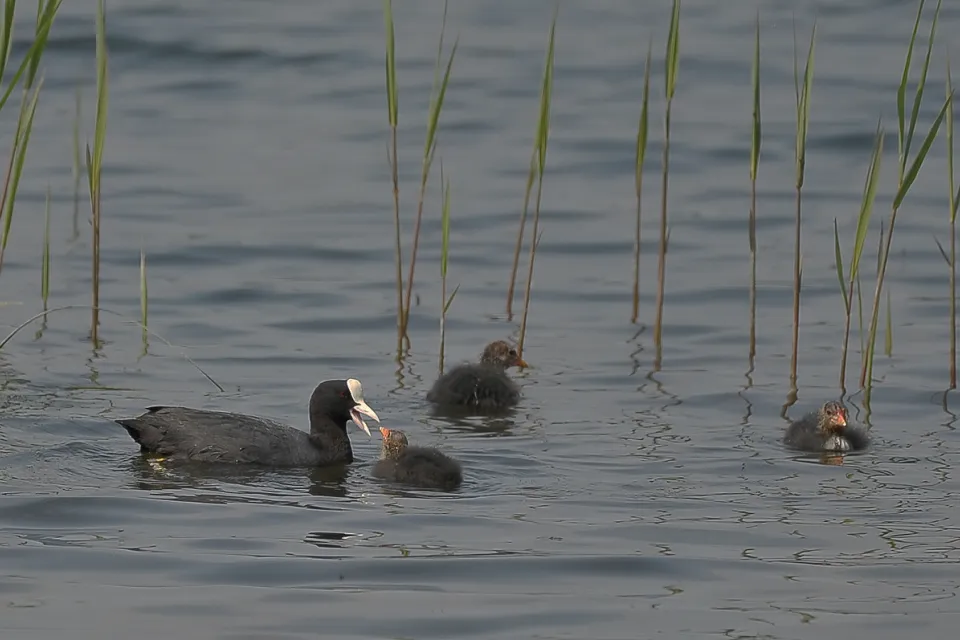 Fulica atra