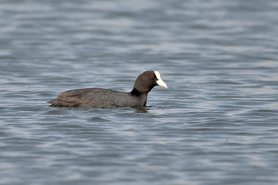 Łyska