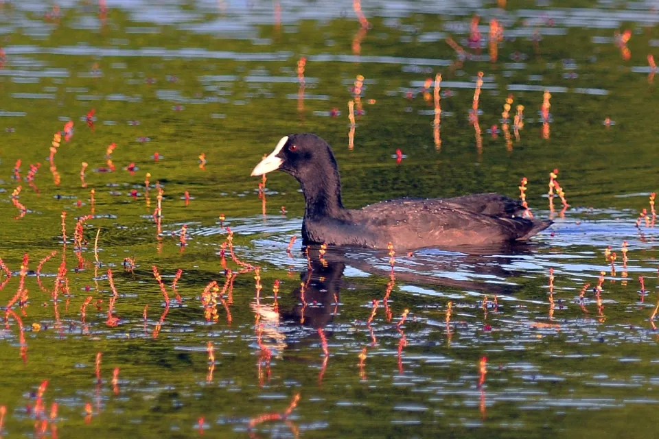 Fulica atra